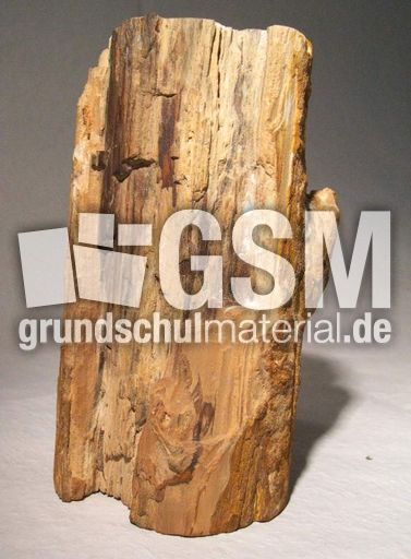 Holz_versteinert_2.jpg